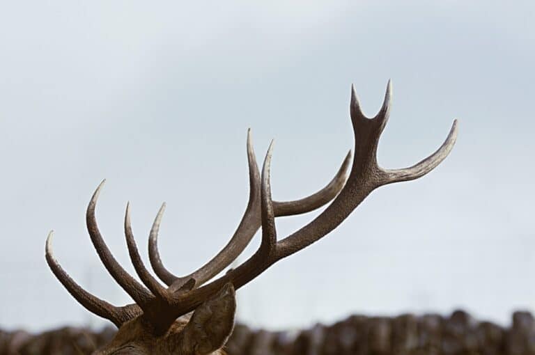 Deer Antlers – A New Set to Enjoy Each Year