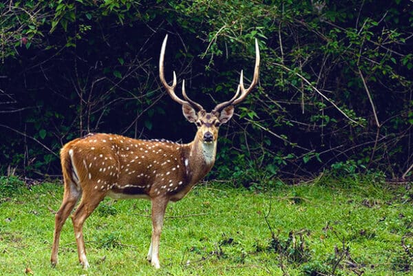 The Axis Deer: What You Need to Know