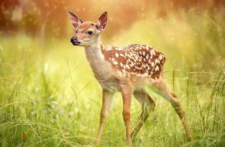 odocoileus virginianus in warm weather for southern states, summer months, or late winter, mid december, or late august for fawn hunting