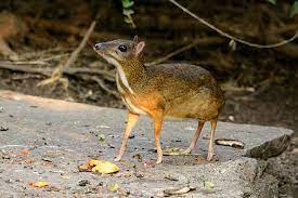 vietnamese mouse deer