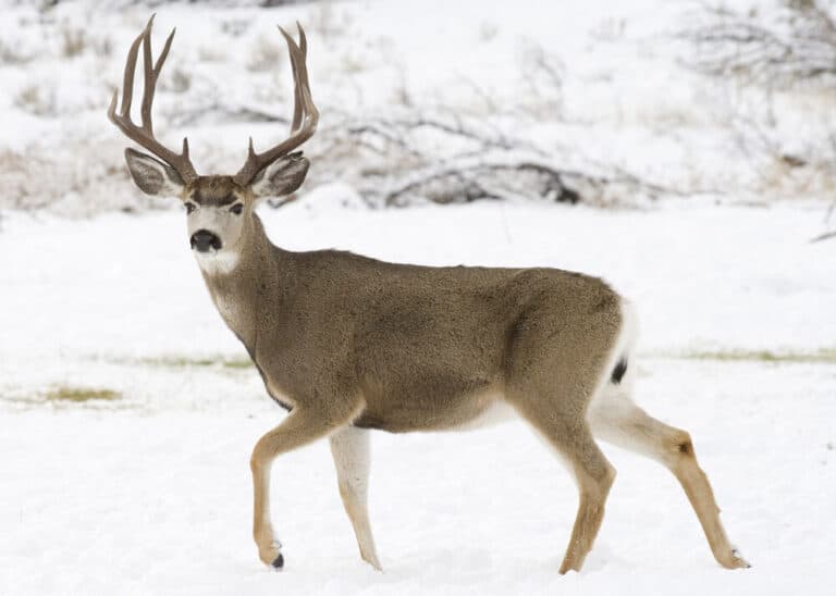Mule Deer: What You Need to Know