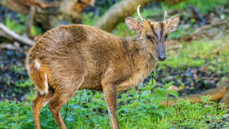 Muntjac Deer 101: All You Need to Know About This Unique Species