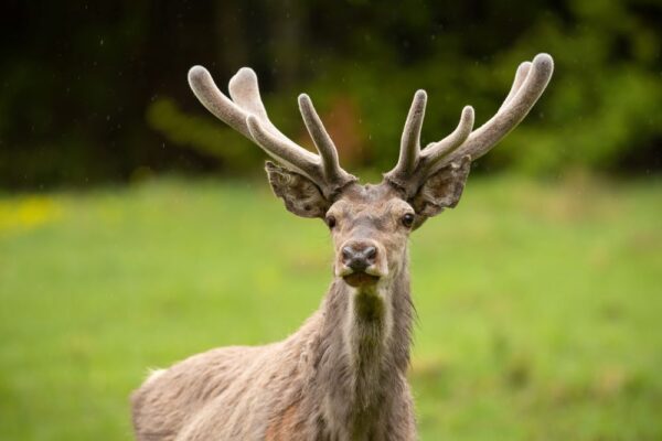 Deer Antler Velvet: Your New Snack Choice for 2024