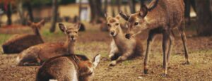 deer donation sites