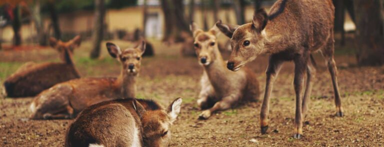 Deer Donation Sites – Where You Need to Go