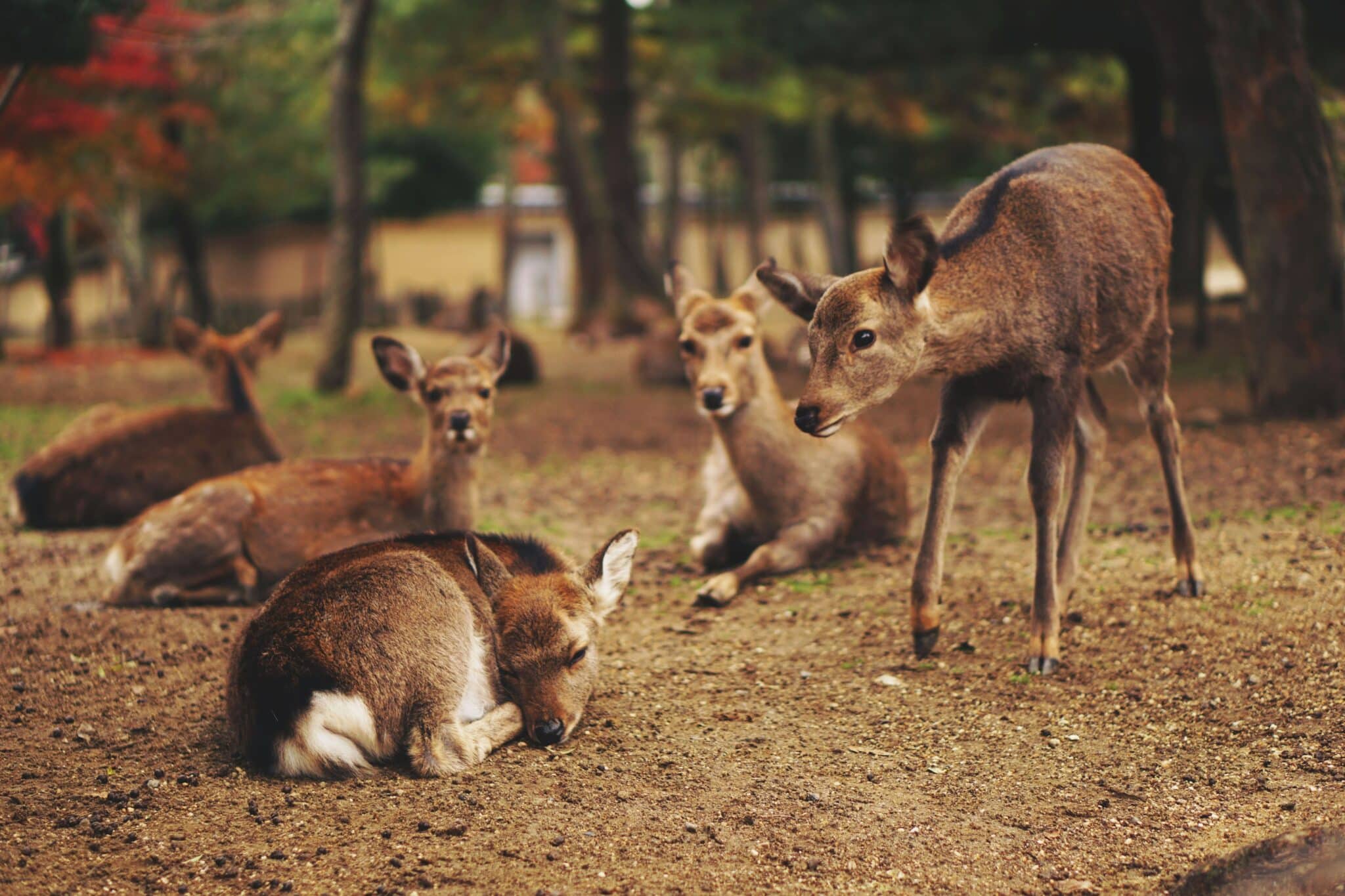 deer donation sites
