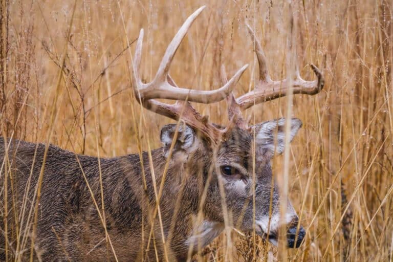 Discover the Amazing Buck Deer – How to Find Him Now