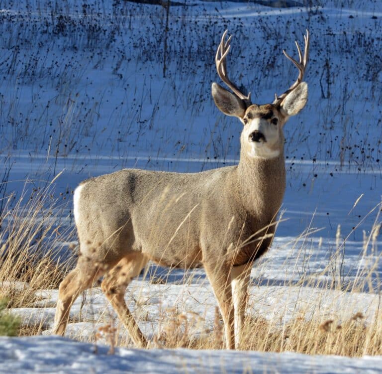 The Fascinating World of the Male Deer