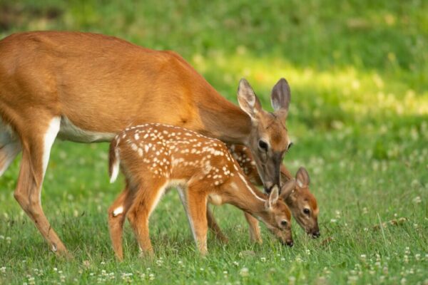 Interacting With Baby Deer: All Risk, No Reward!
