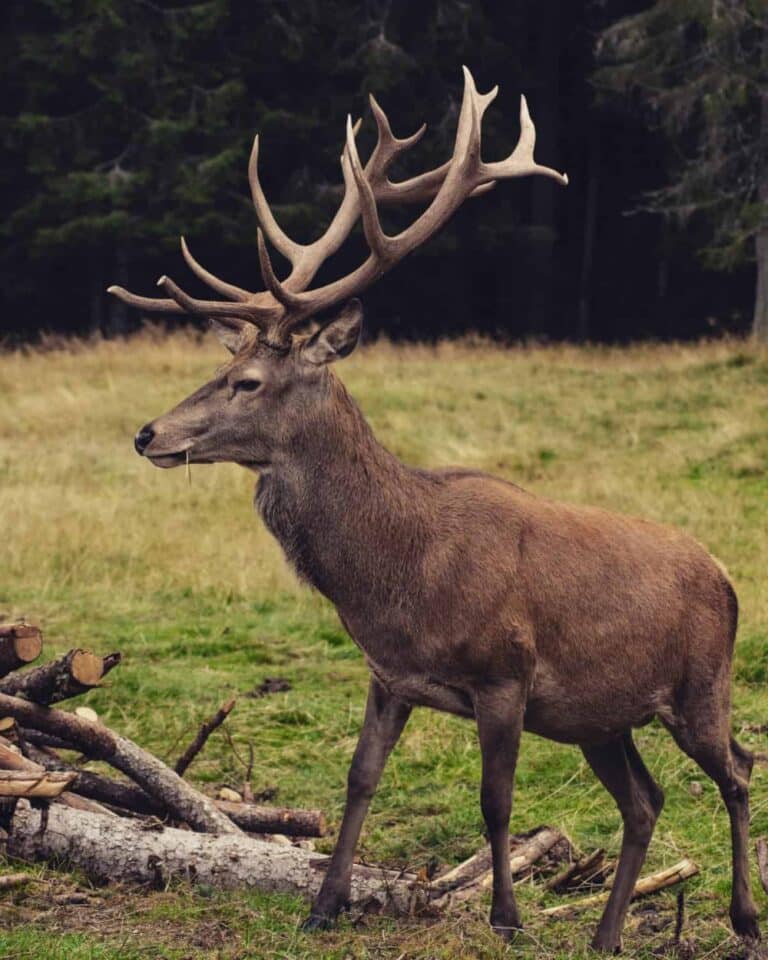 Deer Species – What You Need to Know