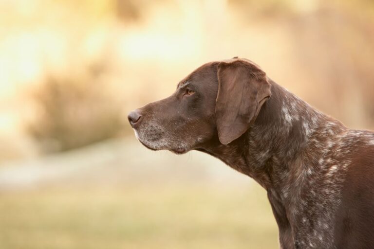 Discover the Best Hunting Dogs: Top Breeds for Every Hunter