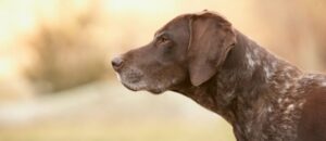 deer hunting with dogs