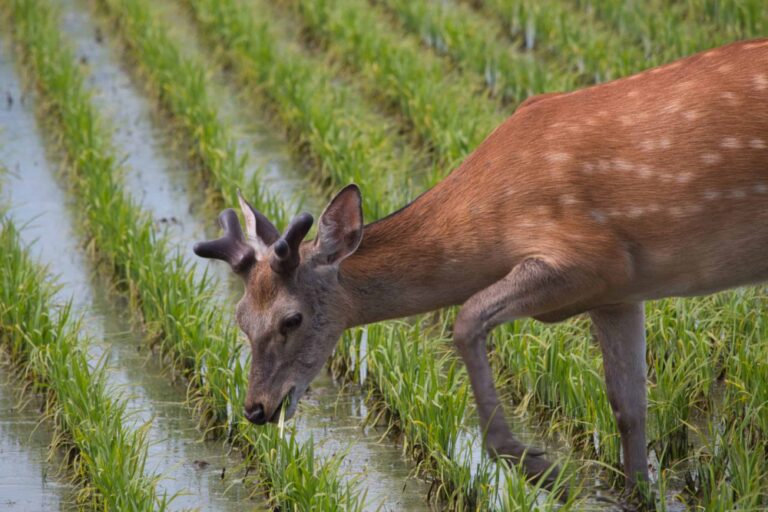Alabama Deer Season – What You Need to Know