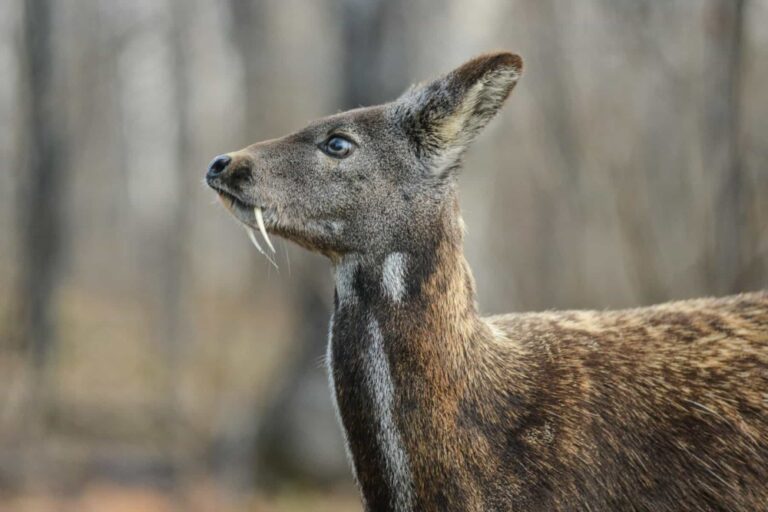 Vampire Deer: What You Must Know Now