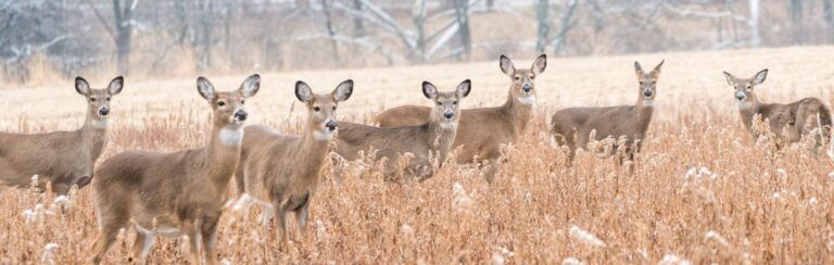 Redefining the Outdoors: A Look at Innovative Deer Conservation Techniques
