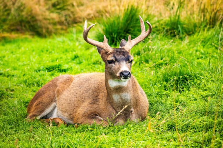Discovering Deer: Exploring the World of Stunning Photography
