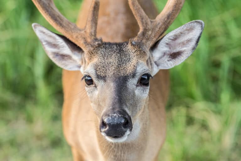 The Fascinating World of Key Deer: An In-Depth Guide