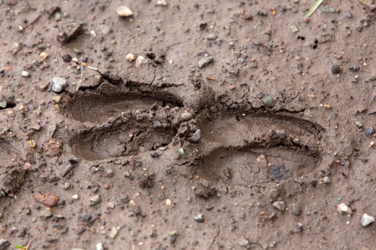 Deer Tracks: The Ultimate Guide for 2024 Success